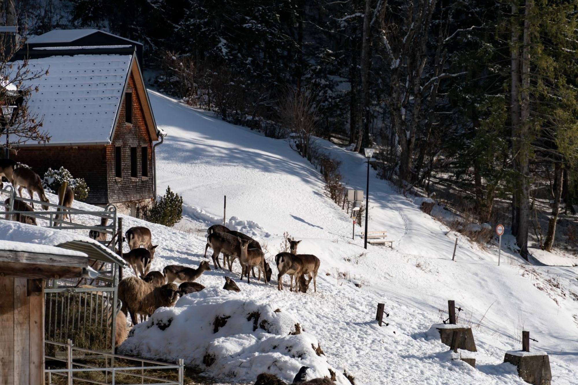 Peterhof Chalets Batschuns Dış mekan fotoğraf